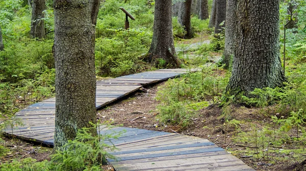 Wooden decking on an ecological trail in a protected forest.