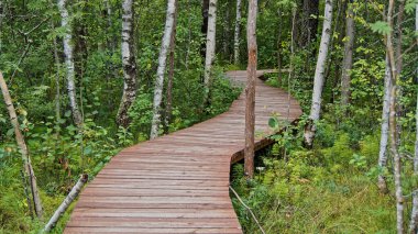 Ormanda ekolojik bir yol üzerine ahşap döşeme. Saint-Petersburg Doğa Koruma Alanı.