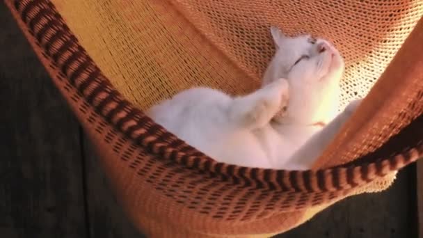 Beautiful white cat relaxing in the sun in red hammock. — Stock Video