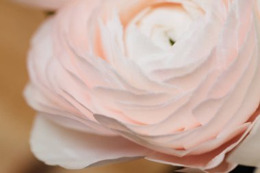 Bud düğün çiçeği yakın makro. Düğünçiçeği doku arka planını çiçekler,.