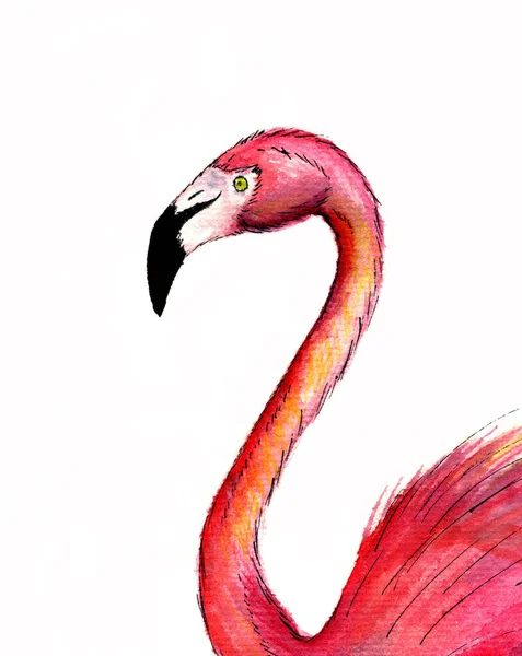 Realistik Flamingo Rosa Ilustração Aquarela Desenhada Mão Isolado Fundo Branco — Fotografia de Stock