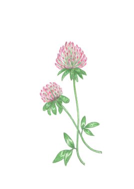  El çizimi, pembe yonca bitkisinin beyaz arka planında izole edilmiş eskimiş renk çizimleri. Boyanmış çizim trifolium pratense bitkisel bitki beyaz arka planda izole