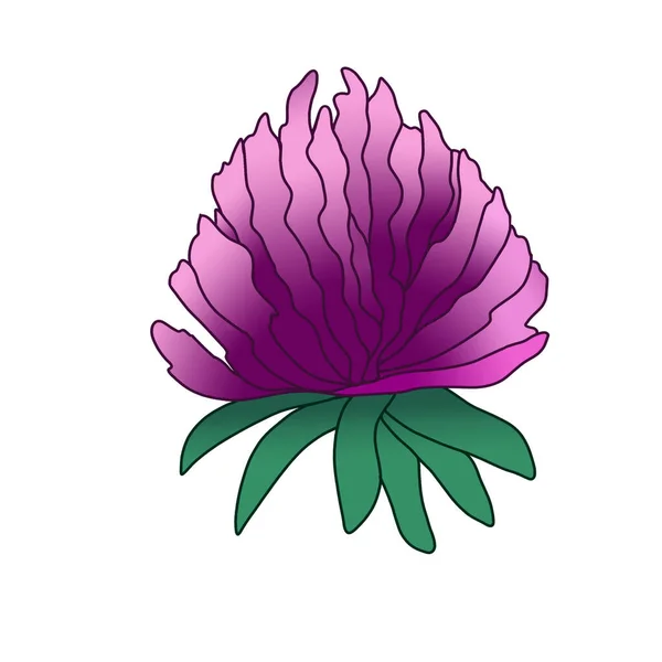 ピンクのクローバーバーガンディ輪郭の花芽分離 — ストック写真