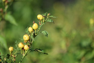 Canlı kapsika biberler ve yapraklar
