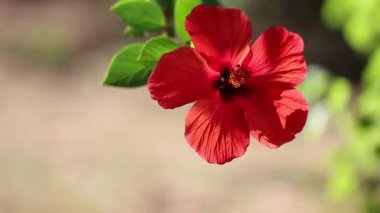 Çin amblemi (Hibiscus rosa-sinensis) rüzgarda sallanan çiçek
