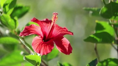 Çin amblemi (Hibiscus rosa-sinensis) rüzgarda sallanan çiçek