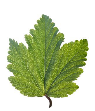 Beyaz zemin üzerinde bir bitkinin yaprak yeşil