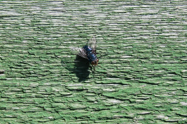 ahşap bir tahta üzerinde oturan sinek