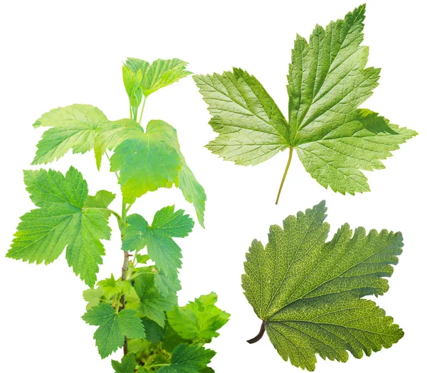 Beyaz zemin üzerinde bir bitkinin yaprak yeşil