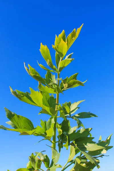 yeşil yaprakları olan bir bitkinin dalı