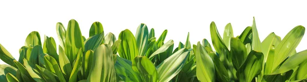 yeşil bitki yaprakları panorama