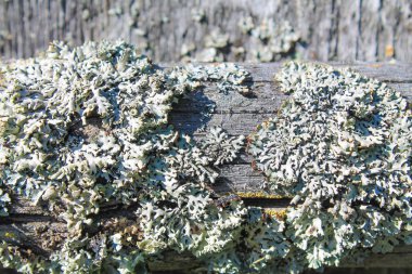 Eski ahşap üzerinde liken yosun