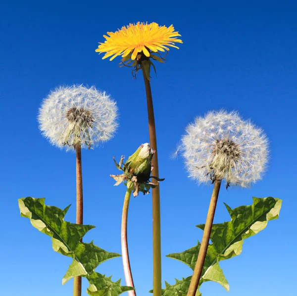 Dandelions yapraklarda mavi gökyüzü ile