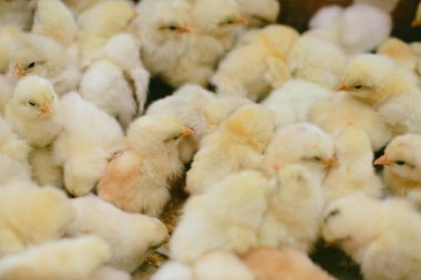 küçük civciv tarım çiftliğinde bir kutu içinde bir sürü