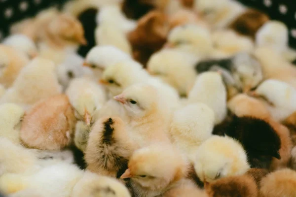 Lots Little Chicks Box Agricultural Farm — Stock Photo, Image