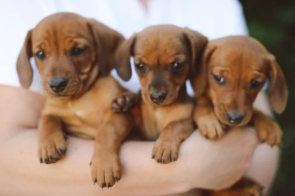 Mooi Teckel Pup Portret Buitenshuis — Stockfoto