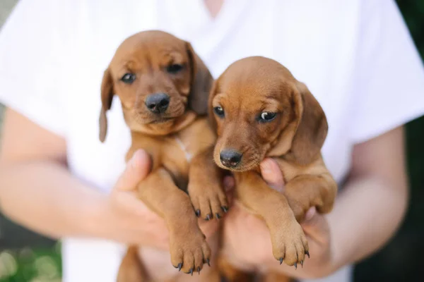 Mooi Teckel Pup Portret Buitenshuis — Stockfoto