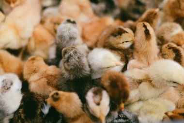 küçük civciv tarım çiftliğinde bir kutu içinde bir sürü