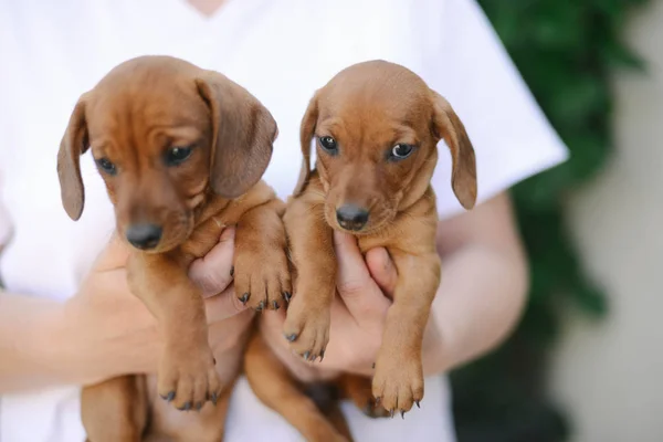 Beautiful Dachshund Puppy Portrait Outdoors — Stock Photo, Image