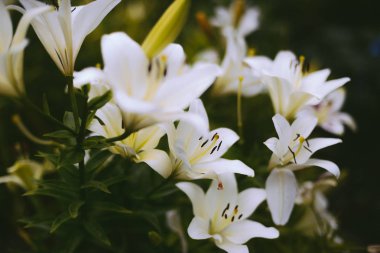 Yeşil yapraklı arka planda güzel beyaz zambak çiçekleri..