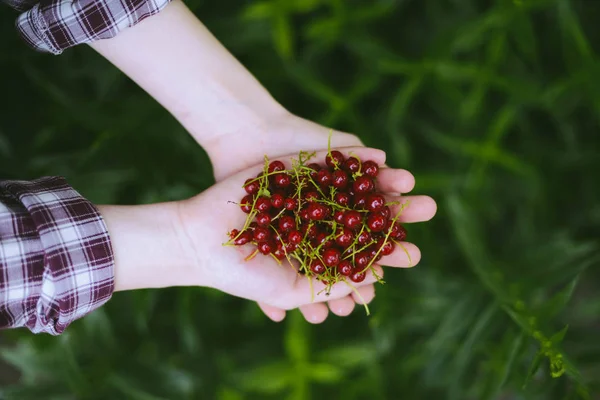 Gadis Memegang Berry Segar Merah Kismis Setelah Panen Dari Kebun — Stok Foto