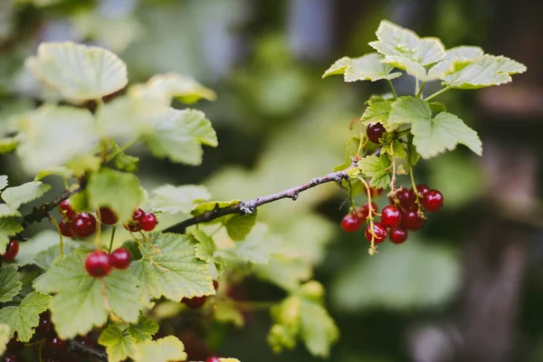 Bacche Ribes Rosso Mature Ramo Del Giardino — Foto Stock