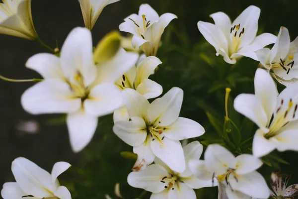 Vackra Vita Lilja Blommor Bakgrund Gröna Blad Utomhus — Stockfoto