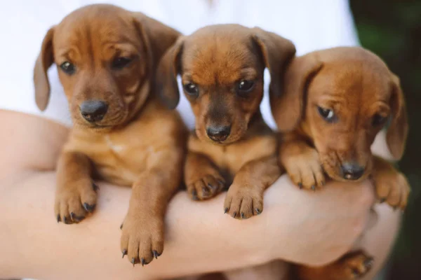 Beautiful Dachshund Puppy Portrait Outdoors — Stock Photo, Image