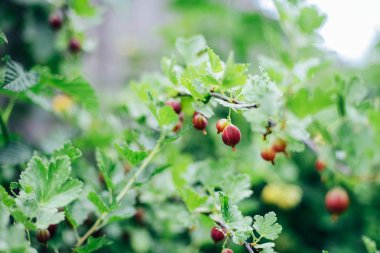 Güneş ışığı ile dal taze kırmızı Bektaşi