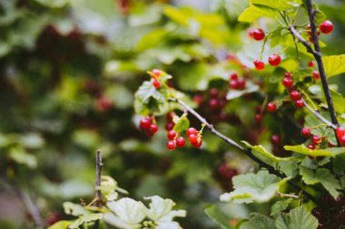 Bahçedeki bir dalda olgun kırmızı frenk üzümü..