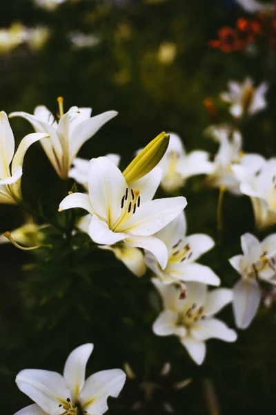 Beautiful White Lily Flowers Background Green Leaves Outdoors — Stock Photo, Image