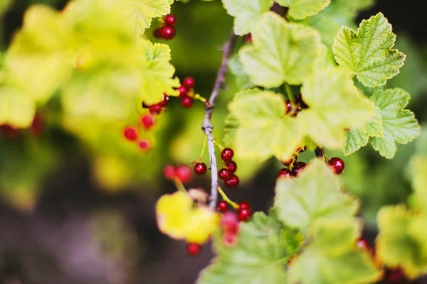 庭の枝に熟した赤いスグリの果実 — ストック写真