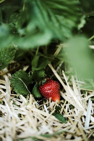 Fräschör Olika Söta Röda Jordgubbar — Stockfoto