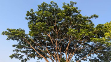 Geniş yeşil yaprakları ve geniş bir gölgeliği olan geniş bir ağaç manzarası. Güneş ışığı dalları aydınlatır, parlak mavi gökyüzüne karşı görünür..