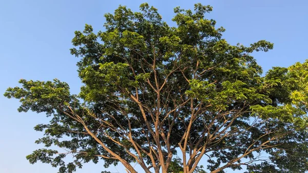 Geniş yeşil yaprakları ve geniş bir gölgeliği olan geniş bir ağaç manzarası. Güneş ışığı dalları aydınlatır, parlak mavi gökyüzüne karşı görünür..