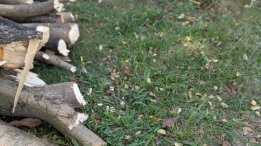 Yüksek açılı bir fotoğraf çerçevenin sol tarafında yeni kesilmiş ahşap kütükleri gösteriyor. Kütüklerin kenarları pürüzlü ve yaprakları kurumuş yeşil çimlerin üzerinde dinleniyorlar..