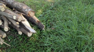 Yüksek açılı bir fotoğraf çerçevenin sol tarafında taze kesilmiş ahşap kütükler ve görüntünün geri kalan kısmında yemyeşil çimenler olduğunu gösteriyor. Kütüklerin kabukları ve çeşitli dokuları var..