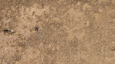 Kavrulmuş, kumlu zemin açık tenli ve kahverengidir. Küçük, kumlu çakıl taşları yüzeyin her tarafına dağılmış. Merkeze yakın biraz daha koyu, biraz daha büyük bir yama var..