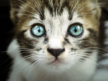 Tekir bir kedi ve beyaz bir kedinin yüzüne yakından bakın. Yavru kedinin mavi gözleri, siyah bir burnu ve uzun beyaz bıyıkları vardır. Arka plan karanlık ve bulanık..