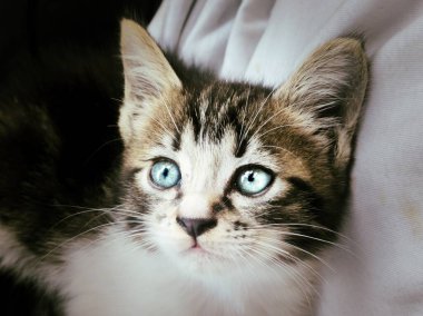 Mavi gözlü ve belirgin bıyıklı bir tekir kediyle beyaz kedi yavrusunun yakın plan fotoğrafı. Yavru kedi bir tarafta koyu bir arkaplan, diğer tarafta buruşuk beyaz bir kumaş ile ileriye bakıyor..