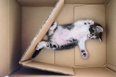 Kahverengi bir karton kutunun içinde sırt üstü yatan küçük bir tekir ve beyaz bir kedi yavrusu tepeden görülür. Pençeleri görünür bir şekilde kaldırılır, ağzı açılır, dişleri ve diş etleri ortaya çıkar..