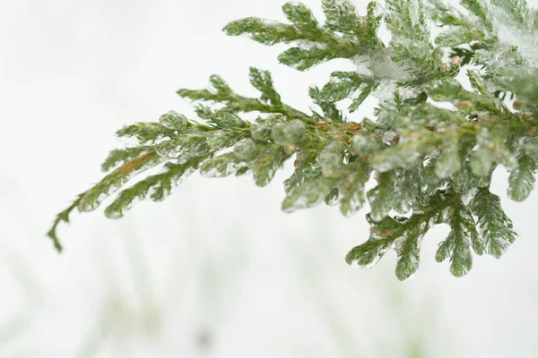 frosted fir tree branches and needles covered in ice