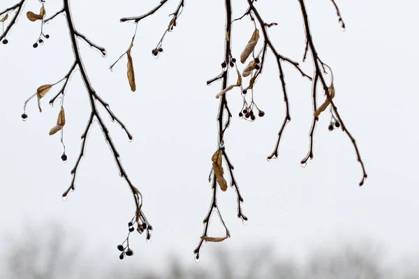 Ramos Árvores Foscas Cobertos Gelo — Fotografia de Stock