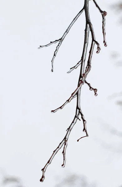 Frosted Tree Branches Covered Ice — Stock Photo, Image