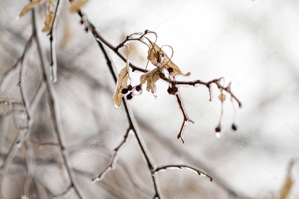 frosted tree branches covered in ice