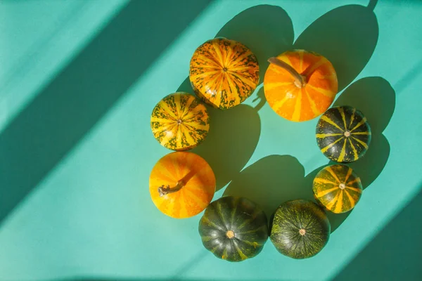 Varias Calabazas Decorativas Hermosas Brillantes Yacen Sobre Fondo Papel Menta — Foto de Stock