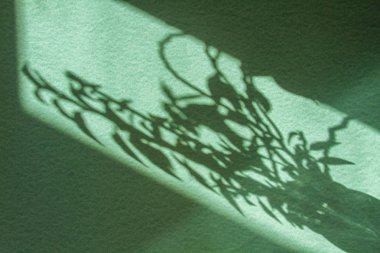 Özel tahıllı doku. Taze bir bitkinin parlak gri gölgeleri. Tüm kompozisyon neo-nane renginde. Gölgelerin kolay bulanıklaşması. 