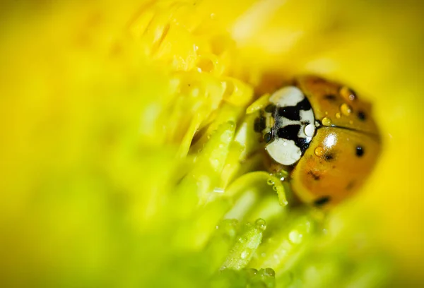 Primer Plano Del Insecto Mariquita Flor Amarilla —  Fotos de Stock