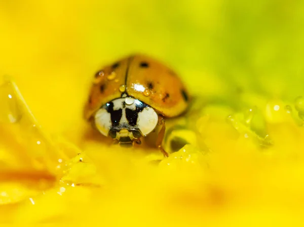 Close Van Lieveheersbeestje Gele Bloem — Stockfoto