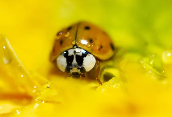 Primer Plano Del Insecto Mariquita Flor Amarilla —  Fotos de Stock